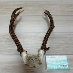 鹿の角 インテリアの画像