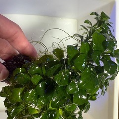 アヌビアスナナ・プチ　大株の画像