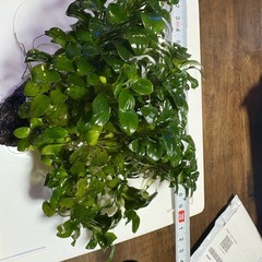 アヌビアスナナ・プチ　大株の画像