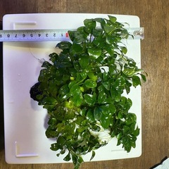 アヌビアスナナ・プチ　大株の画像