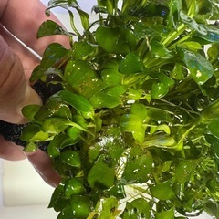 アヌビアスナナ・プチ　大株の画像