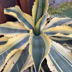 アガベ　超特大　サルミアナ　リップルエフェクトの画像