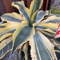 アガベ　超特大　サルミアナ　リップルエフェクトの画像