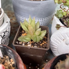 ハルオチア　青雲の舞　子株3点の画像