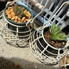 ハルオチア　青雲の舞　子株3点の画像