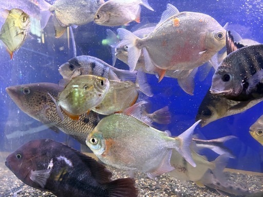 パクー・メチニス　熱帯魚