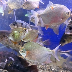 パクー・メチニス　熱帯魚の画像