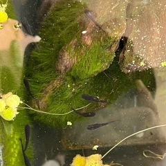 可愛い黒メダカの画像