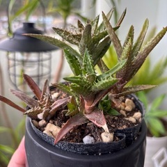 アロエ・ジュ ベンナ-翡翠殿-の画像