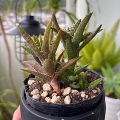 アロエ・ジュ ベンナ-翡翠殿-の画像