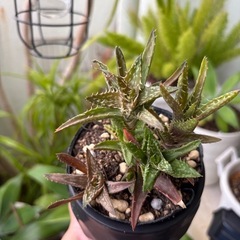 アロエ・ジュ ベンナ-翡翠殿-の画像