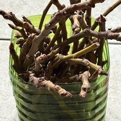 イチジク　挿し木用穂木　5本の画像