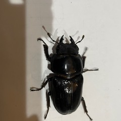 オオクワガタMDR血統早期羽化♀（51.3ミリ）の画像