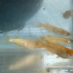 サンシャイン　メダカ　めだかの画像