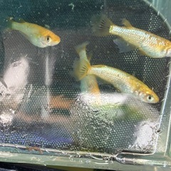 サンシャイン　メダカ　めだかの画像