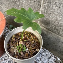 セローム　　の画像