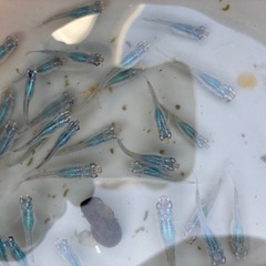 深海　メダカ　めだかの画像