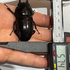 オオクワガタSR血統♀（57.4ミリ）の画像