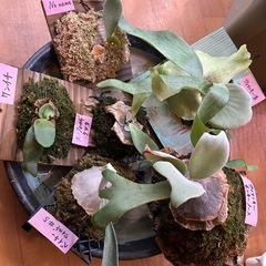 ビカクシダ　ウィリンキーの画像