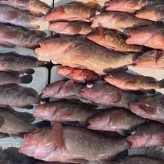 ３月14.15日タイ、アコウ釣りに行きませんか？