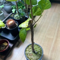 ハイビスカス②の画像