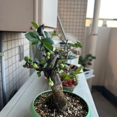 木瓜　銀長寿の画像