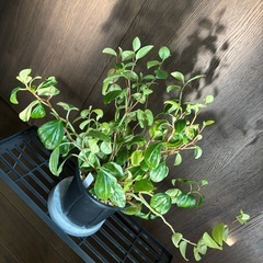 ペペロミア　グラベラの画像