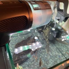 熱帯魚　グッピー・テトラ・プレコの画像