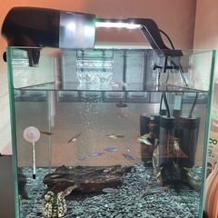 熱帯魚　グッピー・テトラ・プレコの画像