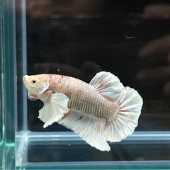 PKHM ダンボ　オスの画像