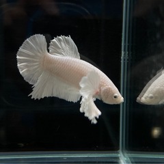 PKHM ダンボ　オスの画像