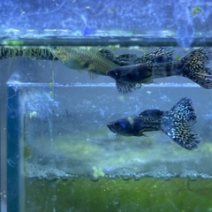 【グッピー】国産ブルーコブラグッピーワンペアの画像