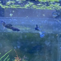 【熱帯魚】国産ブルーコブラグッピーワンペアの画像