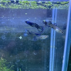 【熱帯魚】国産ブルーコブラグッピーワンペアの画像