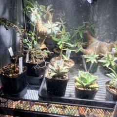 パキポディウム、アガベなどの画像