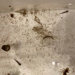 沖縄シリケンイモリ🦎の画像