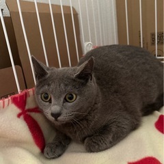 グレー色　あみちゃん　5-6ヶ月　女の子