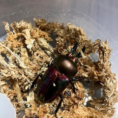 ニジイロクワガタ♂ 2匹の画像