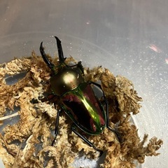 ニジイロクワガタ♂ 2匹の画像