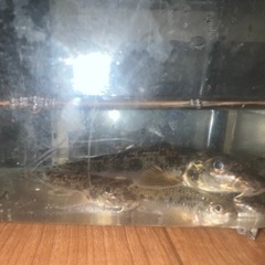 淡水魚 水槽の画像