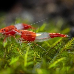 ☆春の大特価　レッドルリーシュリンプ　水槽丸ごと　東京🗼限定1セット☆の画像
