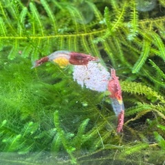 ☆春の大特価　レッドルリーシュリンプ　水槽丸ごと　東京🗼限定1セット☆の画像