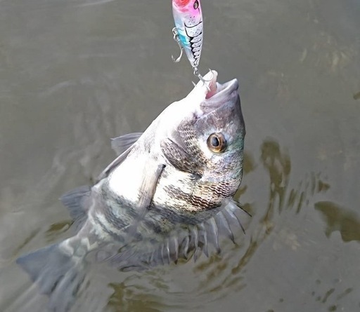 釣竿のセット