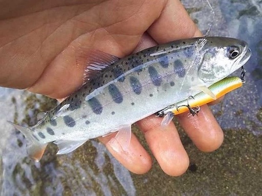 釣竿のセット