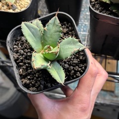 【子株】アガベ チタノタ 日本原産白鯨？の画像