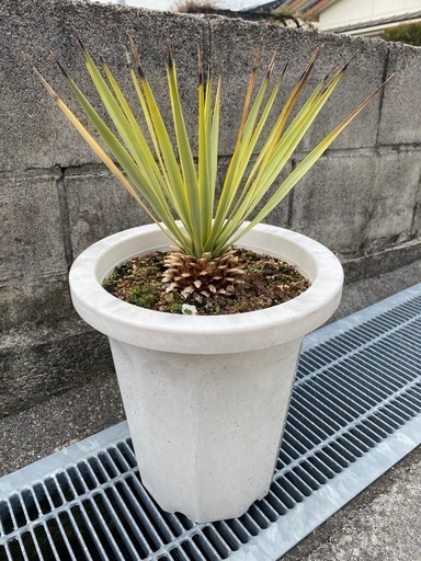 ユッカ　ロストラータ　ドライガーデン　アガベ　塊根植物