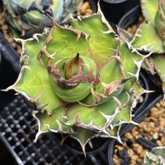 アガベ チタノタ レッドキャットウィーズルの画像