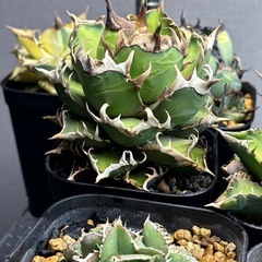 アガベ チタノタ レッドキャットウィーズルの画像