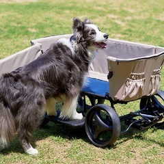 ペットカート、ワゴンの画像
