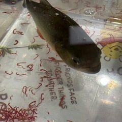 ピラニア・ナッテリーの画像